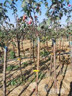 2.公分树状月季