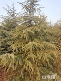 高度400厘米雪松