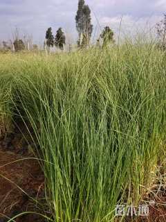 高度150厘米蒲苇