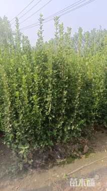 高度180厘米北海道黄杨