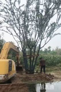 60公分(5杆)丛生朴树