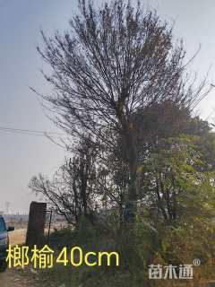 32公分榔榆