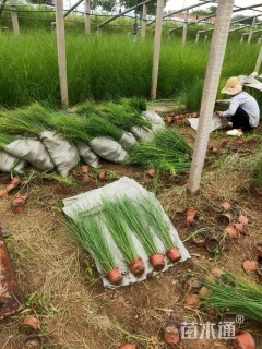 高度60厘米细叶芒