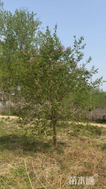 10公分暴马丁香