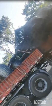 10公分丛生乌桕