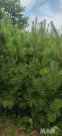 高度250厘米华山松