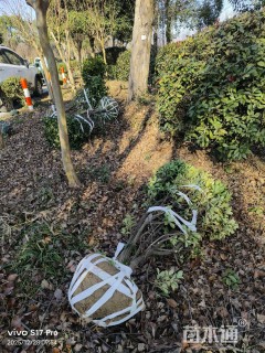 冠幅100厘米金边黄杨球