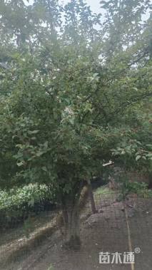 25公分垂丝海棠