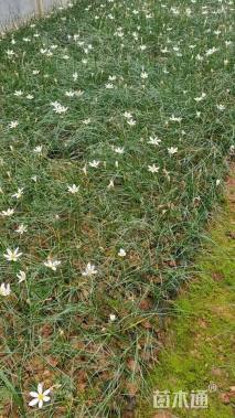 高度20厘米葱兰