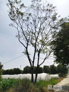 50公分(2杆)丛生朴树