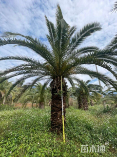 裸干高450厘米加拿利海枣