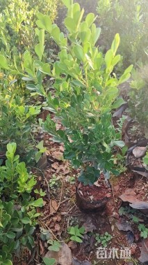 高度30厘米小叶黄杨