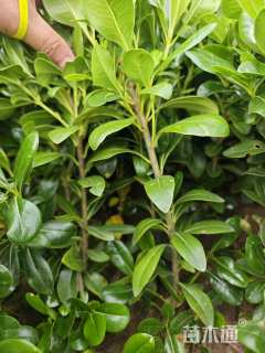 高度35厘米海桐小苗