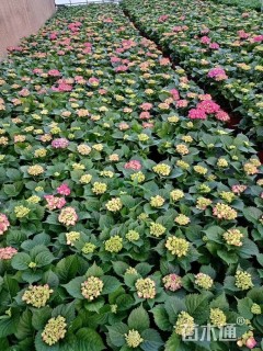 高度30厘米无尽夏绣球