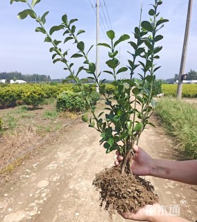 高度50厘米大叶黄杨小苗