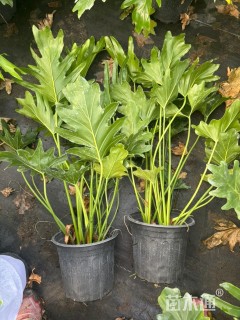 高度70厘米菖蒲