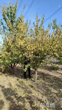 11公分西府海棠