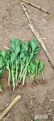 高度20厘米八宝景天