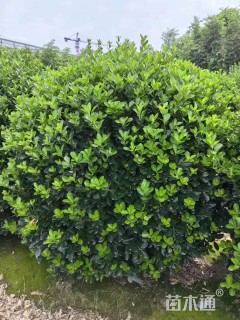 冠幅180厘米大叶黄杨球