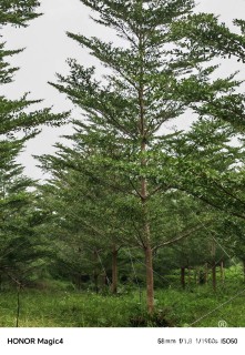 15公分小叶榄仁