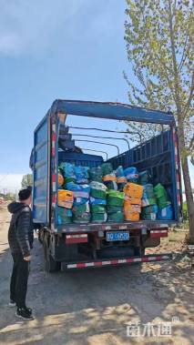 高度30厘米直立迷迭香