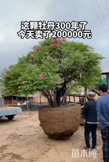 高度240厘米牡丹
