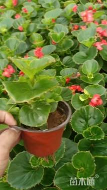 高度20厘米四季海棠