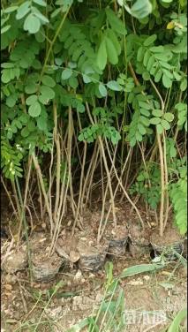 高度30厘米紫穗槐