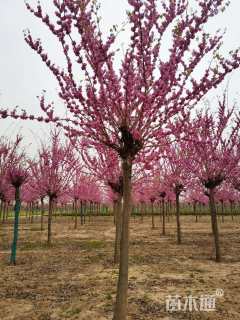 高度550厘米紫荆