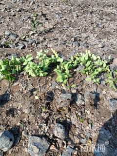 高度35厘米金森女贞