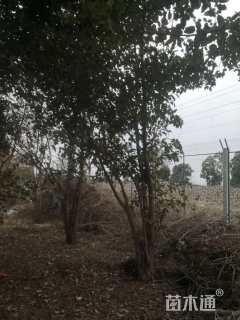 高度400厘米丛生大叶女贞