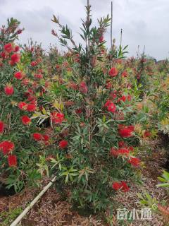 高度250厘米多花红千层