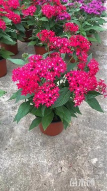 高度30厘米五星花