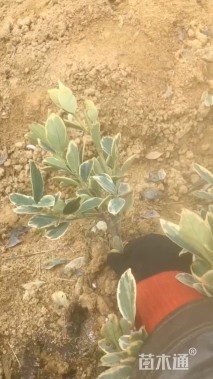 高度30厘米金边黄杨小苗