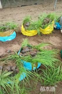 高度40厘米大布尼狼尾草