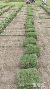 草块状马尼拉草