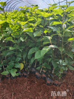 高度35厘米扶桑