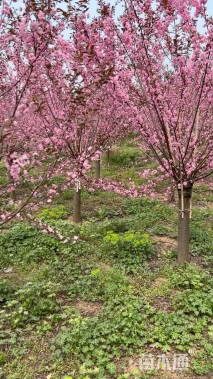 高度120厘米丛生榆叶梅