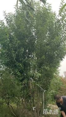 高度350厘米丛生山桃