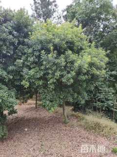 18公分高杆杨梅