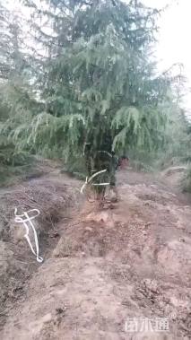 高度700厘米雪松