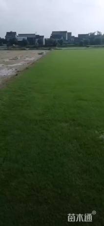 普通绿地-->混播黑麦草