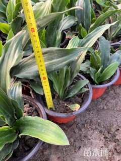 高度25厘米万年青