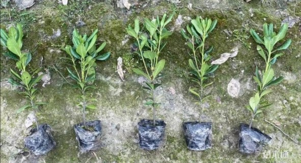 高度30厘米海桐