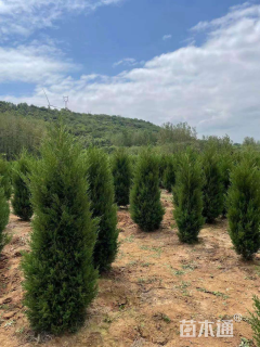 高度150厘米塔柏