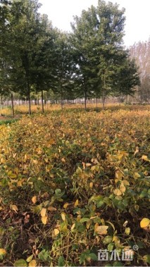 10公分美国红枫