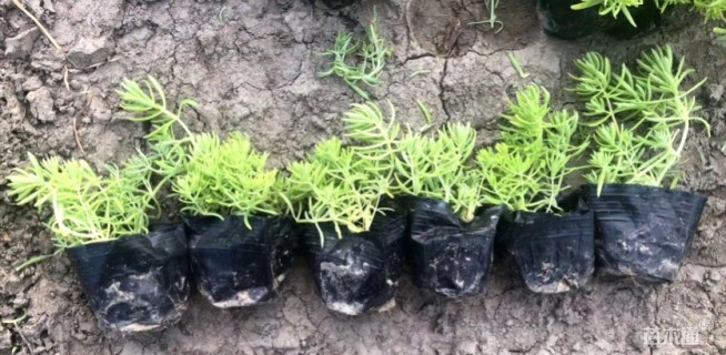 高度10厘米金叶佛甲草