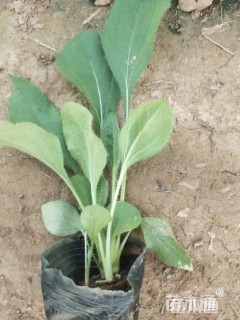高度20厘米黑心菊