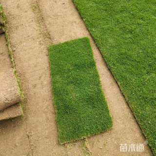 高羊茅