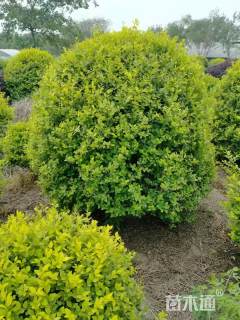冠幅150厘米金叶女贞球